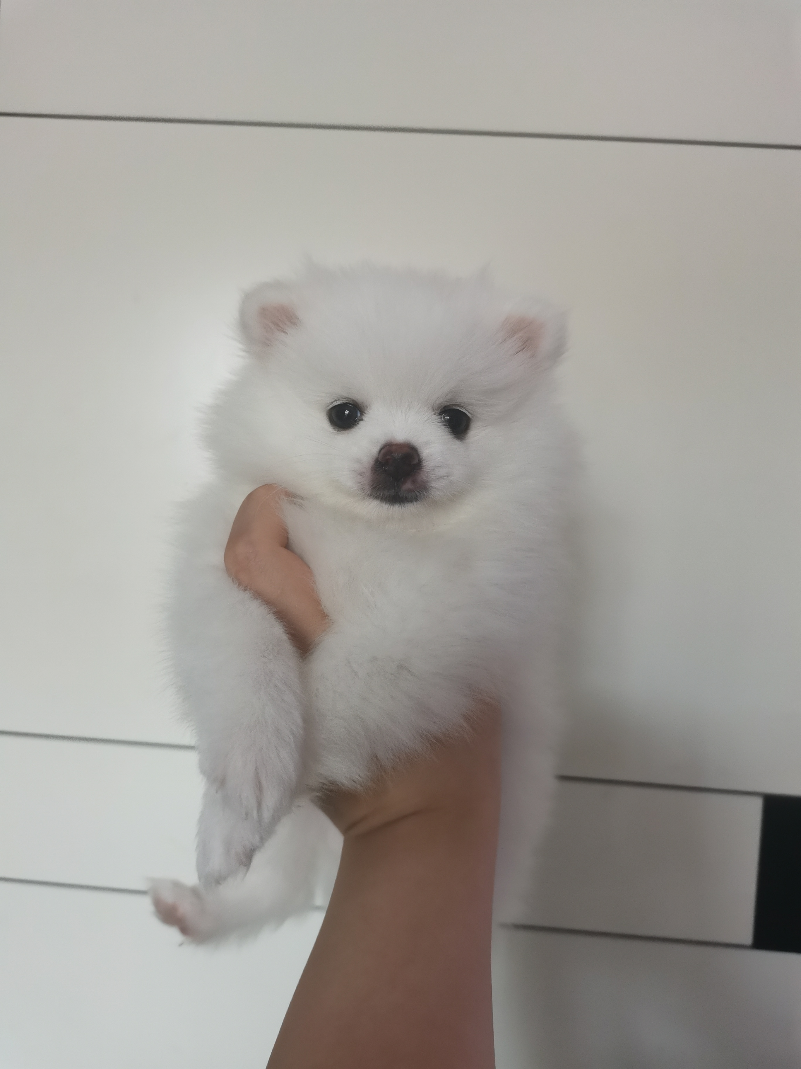 家养博美妹妹   已打一针疫苗